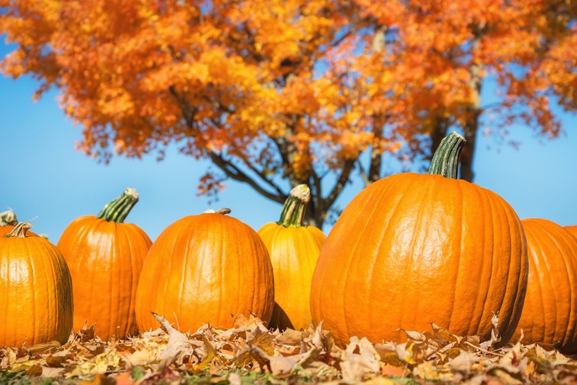 Pumpkins Against Autumn Trees